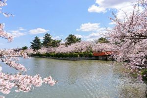 九華公園、桜並木、3月春の花、三重県桑名市の観光・撮影スポットの画像と写真