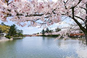 九華公園、桜並木、3月春の花、三重県桑名市の観光・撮影スポットの画像と写真