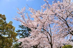 九華公園、桜並木、3月春の花、三重県桑名市の観光・撮影スポットの画像と写真