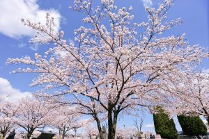 九華公園、桜並木、3月春の花、三重県桑名市の観光・撮影スポットの画像と写真