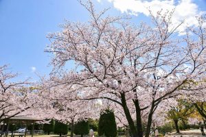九華公園、桜並木、3月春の花、三重県桑名市の観光・撮影スポットの画像と写真