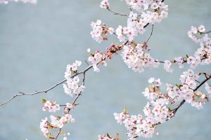 九華公園、桜並木、3月春の花、三重県桑名市の観光・撮影スポットの画像と写真