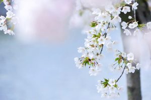 九華公園、桜並木、3月春の花、三重県桑名市の観光・撮影スポットの画像と写真
