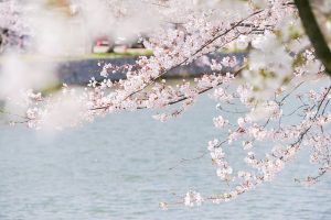 九華公園、桜並木、3月春の花、三重県桑名市の観光・撮影スポットの画像と写真