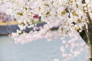 九華公園、桜並木、3月春の花、三重県桑名市の観光・撮影スポットの画像と写真