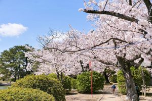 九華公園、桜並木、3月春の花、三重県桑名市の観光・撮影スポットの画像と写真