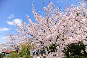 九華公園、桜並木、3月春の花、三重県桑名市の観光・撮影スポットの画像と写真