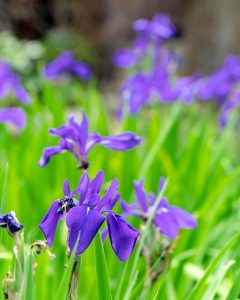 無量寿寺、八橋のかきつばた、5月の夏の花、愛知県知立市の観光・撮影スポットの画像と写真