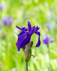 無量寿寺、八橋のかきつばた、5月の夏の花、愛知県知立市の観光・撮影スポットの画像と写真