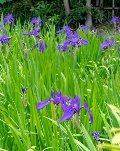 無量寿寺、八橋のかきつばた、5月の夏の花、愛知県知立市の観光・撮影スポットの画像と写真