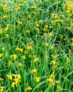 無量寿寺、八橋のかきつばた、5月の夏の花、愛知県知立市の観光・撮影スポットの画像と写真