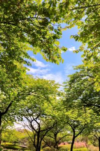なばなの里、ハート、3月春の花、三重県桑名市の観光・撮影スポットの画像と写真