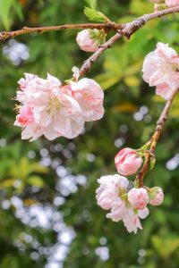 なばなの里、春の花、3月春の花、三重県桑名市の観光・撮影スポットの画像と写真