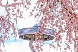 なばなの里、桜、3月春の花、三重県桑名市の観光・撮影スポットの画像と写真