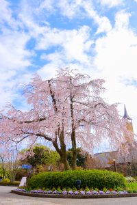 なばなの里、桜、3月春の花、三重県桑名市の観光・撮影スポットの画像と写真
