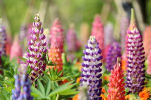 なばなの里、春の花、3月春の花、三重県桑名市の観光・撮影スポットの画像と写真