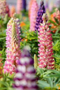 なばなの里、春の花、3月春の花、三重県桑名市の観光・撮影スポットの画像と写真