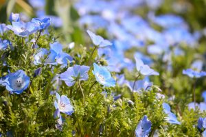 なばなの里、ネモフィラ、3月春の花、三重県桑名市の観光・撮影スポットの画像と写真