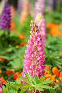 なばなの里、春の花、3月春の花、三重県桑名市の観光・撮影スポットの画像と写真