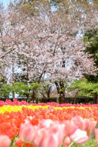 なばなの里、桜、3月春の花、三重県桑名市の観光・撮影スポットの画像と写真