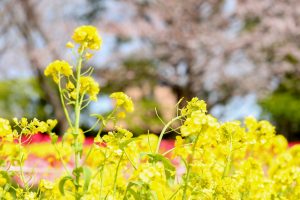 なばなの里、菜の花、3月春の花、三重県桑名市の観光・撮影スポットの画像と写真