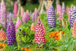 なばなの里、春の花、3月春の花、三重県桑名市の観光・撮影スポットの画像と写真