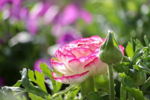 なばなの里、春の花、3月春の花、三重県桑名市の観光・撮影スポットの画像と写真