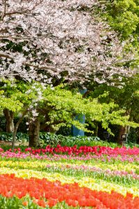 なばなの里、桜、3月春の花、三重県桑名市の観光・撮影スポットの画像と写真