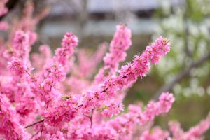 なばなの里、春の花、3月春の花、三重県桑名市の観光・撮影スポットの画像と写真
