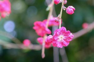 なばなの里、春の花、3月春の花、三重県桑名市の観光・撮影スポットの画像と写真