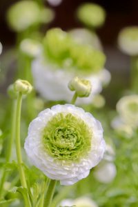 なばなの里、春の花、3月春の花、三重県桑名市の観光・撮影スポットの画像と写真