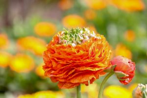 なばなの里、春の花、3月春の花、三重県桑名市の観光・撮影スポットの画像と写真