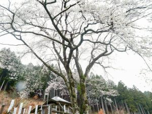 根尾谷薄墨桜、3月春の花、岐阜県本巣市の観光・撮影スポットの画像と写真