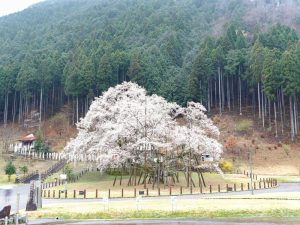 根尾谷薄墨桜、3月春の花、岐阜県本巣市の観光・撮影スポットの画像と写真