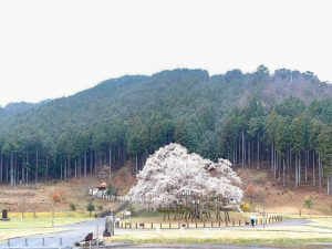 根尾谷薄墨桜、3月春の花、岐阜県本巣市の観光・撮影スポットの画像と写真