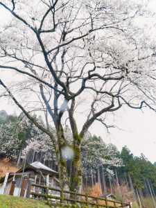 根尾谷薄墨桜、3月春の花、岐阜県本巣市の観光・撮影スポットの画像と写真