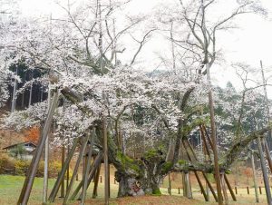根尾谷薄墨桜、3月春の花、岐阜県本巣市の観光・撮影スポットの画像と写真