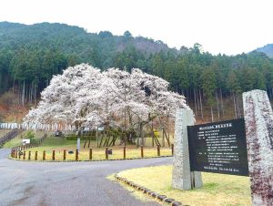 根尾谷薄墨桜、3月春の花、岐阜県本巣市の観光・撮影スポットの画像と写真
