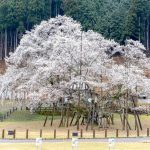 根尾谷薄墨桜、3月春の花、岐阜県本巣市の観光・撮影スポットの画像と写真