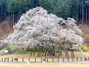 根尾谷薄墨桜、3月春の花、岐阜県本巣市の観光・撮影スポットの画像と写真