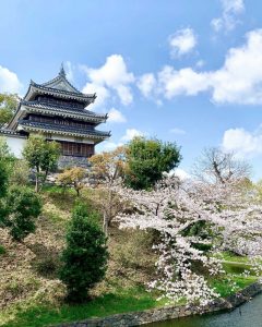 西尾城、桜、3月春の花、愛知県西尾市の観光・撮影スポットの画像と写真