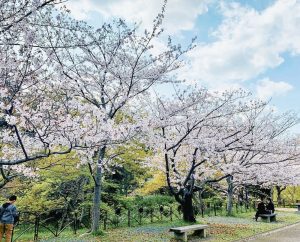 西尾城、桜、3月春の花、愛知県西尾市の観光・撮影スポットの画像と写真