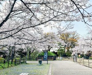 西尾城、桜、3月春の花、愛知県西尾市の観光・撮影スポットの画像と写真