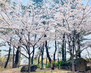 西尾城、桜、3月春の花、愛知県西尾市の観光・撮影スポットの画像と写真
