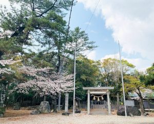 西尾城、桜、3月春の花、愛知県西尾市の観光・撮影スポットの画像と写真