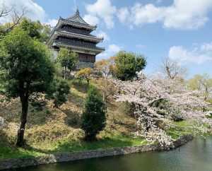 西尾城、桜、3月春の花、愛知県西尾市の観光・撮影スポットの画像と写真