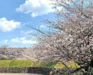 西尾城、桜、3月春の花、愛知県西尾市の観光・撮影スポットの画像と写真