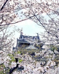 西尾城、桜、3月春の花、愛知県西尾市の観光・撮影スポットの画像と写真