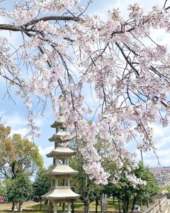 西尾城、桜、3月春の花、愛知県西尾市の観光・撮影スポットの画像と写真