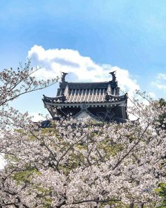 西尾城、桜、3月春の花、愛知県西尾市の観光・撮影スポットの画像と写真
